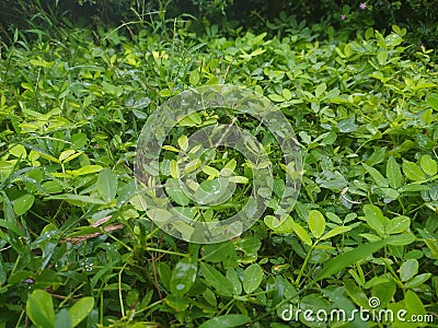 drizzling rain soaks the leaves Stock Photo