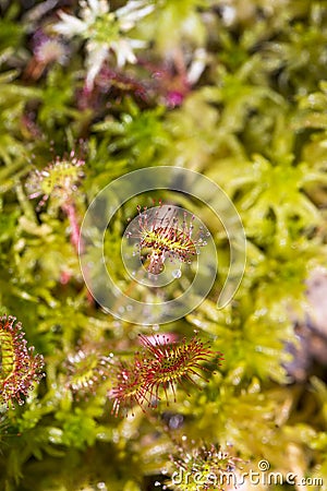 Drocera anglica flower close up. Sundew lives on swamps and it fishes insects sticky leaves. Life of plants and insects on bogs. Stock Photo