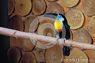 Droll Bird Stock Photo