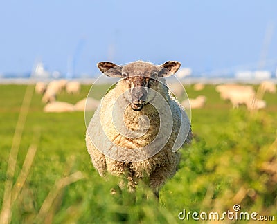 A droll ruminating sheep Stock Photo