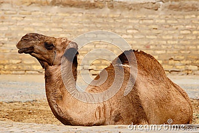 Dromedary camel in Khiva Uzbekistan Stock Photo