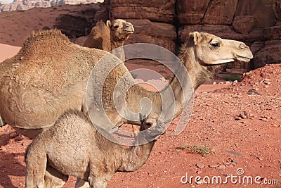 Dromedaries of the desert Wadi Rum Stock Photo