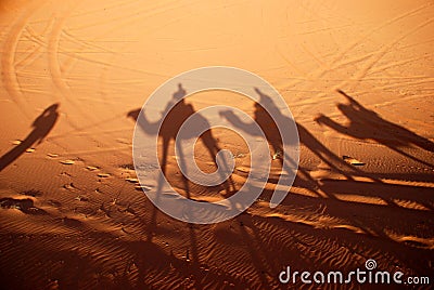 Dromedaries shadows. Erg Chebbi, Sahara, Morocco Stock Photo