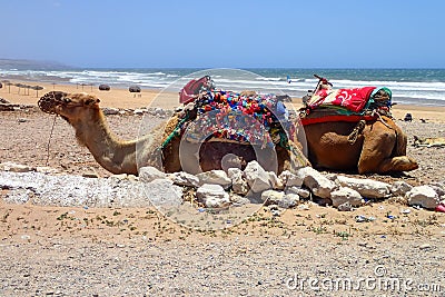 Dromedaries at Sidi Kaouki Beach near Essaouira, Morocco Stock Photo