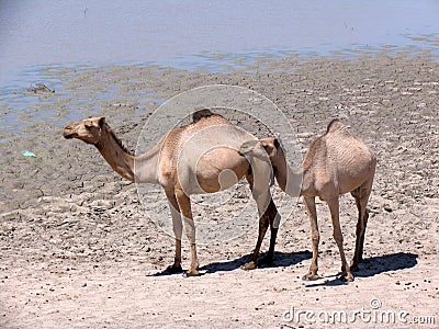 Dromedaries in Sudan, Africa Stock Photo