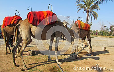 Dromedaries Stock Photo