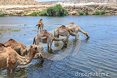 Dromedaries at Wadi Darbat, Taqah (Oman) Stock Photo