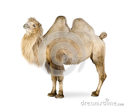 Dromedary Stock Photo