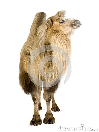 Dromedary Stock Photo