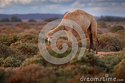 Dromedary or Arabian camel, Camelus dromedarius, even-toed ungulate with one hump on back. Camel in the long golden grass in Stock Photo
