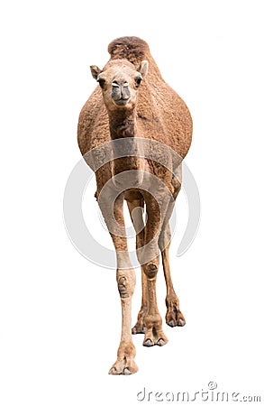 Arabian camel isolated on white background Stock Photo