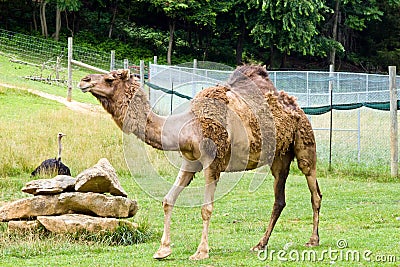 Dromedary Camel Stock Photo