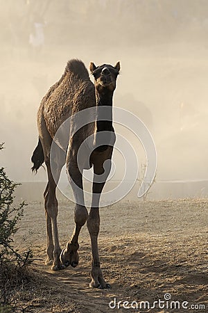 Dromedary camel calf Stock Photo