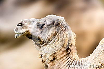 Dromedary or camel Camelus dromedarius close profile portrait Stock Photo