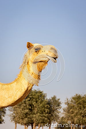 Dromedary camel head Camelus dromedarius portrait view, with ghaf trees in the background. Sharjah, United Arab Emirates. Stock Photo