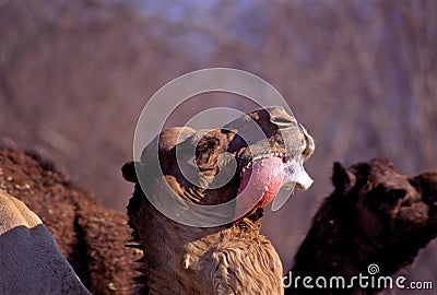 Dromedary Camel Inflates Palate 29898 Stock Photo