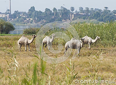 Dromedary camels in a meadow on riverbank Stock Photo