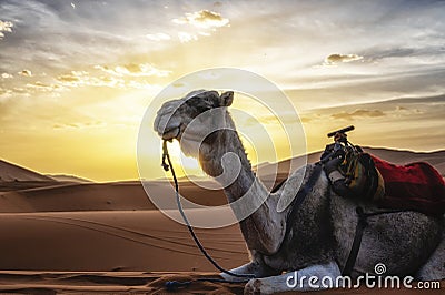 Dromedary camels sitting on sand in desert against sky during sunset Stock Photo