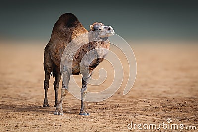 Dromedary or One-humped Camel Stock Photo