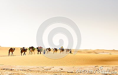 Dromedary caravan, Draa valley (Morocco) Stock Photo