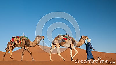 Dromedary caravan with nomad in the Sahara Desert Morocco Stock Photo