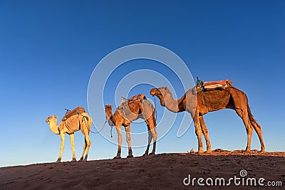 Dromedary caravan in Erg Chigaga at sunrise, Morocco Stock Photo