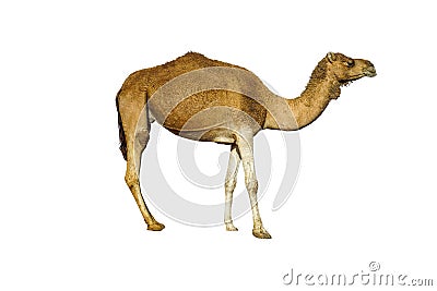 Dromedary isolated on white background Stock Photo