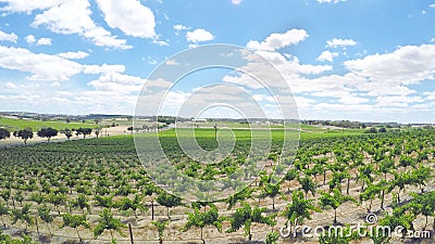 Drone aerial views of rows of grapevines and scenic landscape Stock Photo