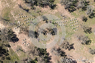 Drone aerial photograph of a large Bee Hive farm in a green field Stock Photo