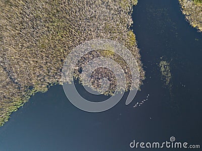 Drone aerial view birds swimming on a lake Stock Photo