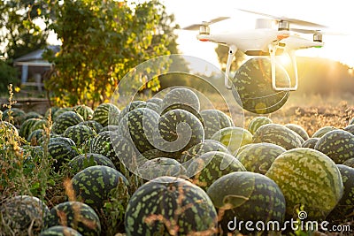 Drone delivers watermelons from the agricultural field Stock Photo
