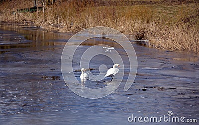 Drone filming pair white swans on spring river ice Stock Photo