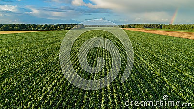 Drone flight and aerial view over a corn field Stock Photo