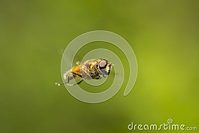 Drone fly Eristalis tenax insect in flight on a sunny day Stock Photo