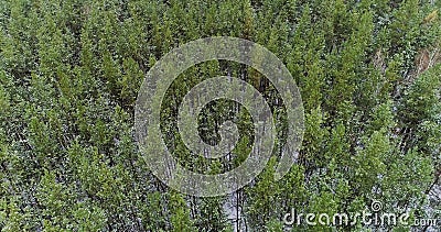 Drone forest view aerial pine wood wild nature Stock Photo