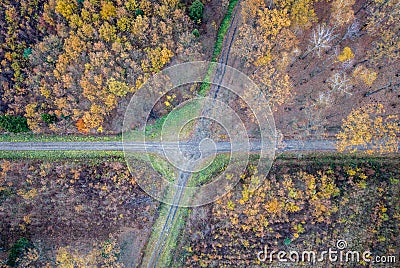 Forest in Poland Stock Photo