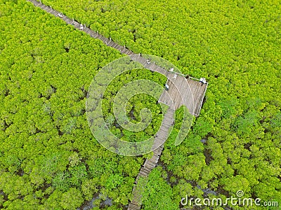 Drone Photography of the Bird Eye View of Spurred Mangrove Forest with Many Visitors Enjoy the View on Wooden boardwalk, Thailand Stock Photo