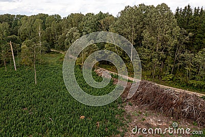 Drone photography of a pile of logs near a rural dirt road and logging site Stock Photo