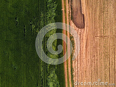 Drone point of view on cultivated wheat field Stock Photo