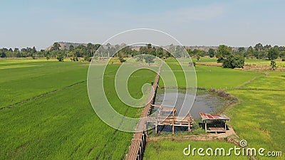 Drone shot aerial view Sccape of vintage and old bamboo bridge in the resh and nature rice field, The old Landsside arkivfilmer Drone shot aerial view Sccape of vintage and old bamboo bridge in the resh and nature rice field, The old Landsside arkivfilmer