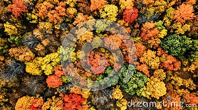 Drone style view of beautiful colorful deciduous fall forest Stock Photo