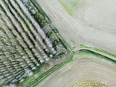 Drone top down view of a regimented plantation of trees shown in uniform rows. Stock Photo