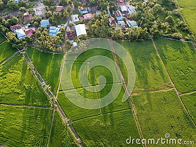 Drone view amazing green scenery at paddy field Stock Photo