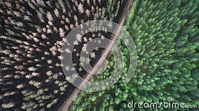 Drone view of a burnt forest. Dead trees after fire. Pine forest with a dirt road and harmonious color. Stock Photo