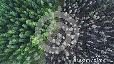 Drone view of a burnt forest. Dead trees after fire. Burnt pine forest and green forest Stock Photo