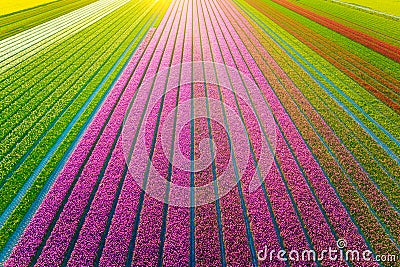 Drone view of a field of tulips. Landscape from the air in the Netherlands. Stock Photo