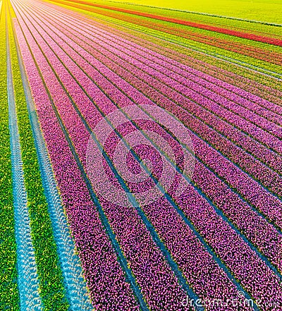 Drone view of a field of tulips. Landscape from the air in the Netherlands. Rows on the field. View from above Stock Photo