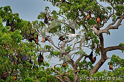 Drone wildlife photography in bat tree colony, Giant Indian Fruit Bat, Pteropus giganteus, on the clear blue sky, flying mouse in Stock Photo