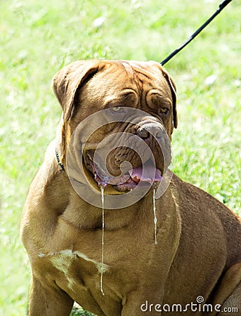 Drooling dog Stock Photo