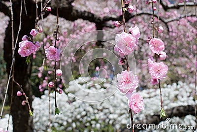 Drooping peach blossoms Stock Photo